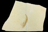 Detailed, Fossil Shrimp (Antrimpos) - Solnhofen Limestone #143784-2